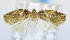  ( - USNM ENT 00726652a)  @12 [ ] Unspecified (default): All Rights Reserved  Unspecified Unspecified