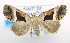  ( - USNM ENT 00736041)  @13 [ ] Unspecified (default): All Rights Reserved  Unspecified Unspecified