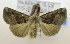  (Hypena sp. ACL3210 - USNM ENT 00736297)  @13 [ ] Unspecified (default): All Rights Reserved  Unspecified Unspecified