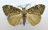  (ErebidaeGEN sp. ACM4698 - USNM ENT 00736337)  @13 [ ] Unspecified (default): All Rights Reserved  Unspecified Unspecified