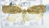  (Adoxophyes sp. ACL3493 - USNM ENT 00736413)  @13 [ ] Unspecified (default): All Rights Reserved  Unspecified Unspecified