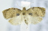  ( - USNM ENT 00736502)  @12 [ ] Unspecified (default): All Rights Reserved  Unspecified Unspecified