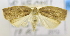  ( - USNM ENT 00736520)  @12 [ ] Unspecified (default): All Rights Reserved  Unspecified Unspecified