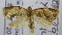  (Adoxophyes sp. AAP5694 - USNM ENT 00736529)  @13 [ ] Unspecified (default): All Rights Reserved  Unspecified Unspecified