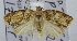  ( - USNM ENT 00736530)  @13 [ ] Unspecified (default): All Rights Reserved  Unspecified Unspecified