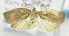  ( - USNM ENT 00736545)  @12 [ ] Unspecified (default): All Rights Reserved  Unspecified Unspecified