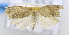  ( - USNM ENT 00736560)  @13 [ ] Unspecified (default): All Rights Reserved  Unspecified Unspecified