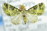 (Tripteridia sp. ACL4037 - USNM ENT 00736578)  @12 [ ] Unspecified (default): All Rights Reserved  Unspecified Unspecified