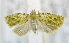  ( - USNM ENT 00736627)  @12 [ ] Unspecified (default): All Rights Reserved  Unspecified Unspecified