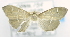  (Syllepte sp. ACL2523 - USNM ENT 00736634)  @12 [ ] Unspecified (default): All Rights Reserved  Unspecified Unspecified