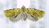  ( - USNM ENT 00736700)  @12 [ ] Unspecified (default): All Rights Reserved  Unspecified Unspecified