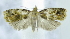  (Statherotis sp. ACM3250 - USNM ENT 00736850)  @12 [ ] Unspecified (default): All Rights Reserved  Unspecified Unspecified