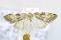  (NolidaeGEN sp. ACM3703 - USNM ENT 00736874)  @12 [ ] Unspecified (default): All Rights Reserved  Unspecified Unspecified