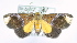  (Catada apoblepta - USNM ENT 00736922)  @14 [ ] Unspecified (default): All Rights Reserved  Unspecified Unspecified