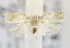  (Agriophara sp. ACM3388 - USNM ENT 00736969)  @12 [ ] Unspecified (default): All Rights Reserved  Unspecified Unspecified