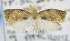  ( - USNM ENT 00737630)  @12 [ ] Unspecified (default): All Rights Reserved  Unspecified Unspecified