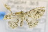  ( - USNM ENT 00737841)  @12 [ ] Unspecified (default): All Rights Reserved  Unspecified Unspecified