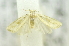  (CopromorphidaeGEN sp. ACM3430 - USNM ENT 00737851)  @12 [ ] Unspecified (default): All Rights Reserved  Unspecified Unspecified