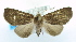  ( - USNM ENT 00737856)  @13 [ ] Unspecified (default): All Rights Reserved  Unspecified Unspecified