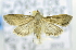  (Udea sp. ACL3402 - USNM ENT 00737932)  @14 [ ] Unspecified (default): All Rights Reserved  Unspecified Unspecified