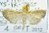  (Udea sp. ACL3975 - USNM ENT 00737933)  @13 [ ] Unspecified (default): All Rights Reserved  Unspecified Unspecified