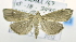  ( - USNM ENT 00737952)  @15 [ ] Unspecified (default): All Rights Reserved  Unspecified Unspecified