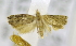  ( - USNM ENT 00739079)  @12 [ ] Unspecified (default): All Rights Reserved  Unspecified Unspecified