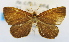  (Tetragonus sp. ACN1066 - USNM ENT 00739125)  @13 [ ] Unspecified (default): All Rights Reserved  Unspecified Unspecified