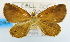  (Tetragonus - USNM ENT 00739160)  @13 [ ] Unspecified (default): All Rights Reserved  Unspecified Unspecified