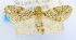  (ErebidaeGEN sp. ACM4557 - USNM ENT 00739194)  @13 [ ] Unspecified (default): All Rights Reserved  Unspecified Unspecified