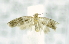 ( - USNM ENT 00739212)  @12 [ ] Unspecified (default): All Rights Reserved  Unspecified Unspecified