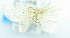  ( - USNM ENT 00739242)  @12 [ ] Unspecified (default): All Rights Reserved  Unspecified Unspecified