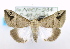  (Hypena subalbida - USNM ENT 00739401)  @15 [ ] Unspecified (default): All Rights Reserved  Unspecified Unspecified