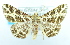  ( - USNM ENT 00739407)  @12 [ ] Unspecified (default): All Rights Reserved  Unspecified Unspecified