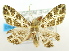  ( - USNM ENT 00739411)  @12 [ ] Unspecified (default): All Rights Reserved  Unspecified Unspecified