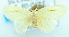  (ErebidaeGEN sp. ACM4172 - USNM ENT 00739418)  @13 [ ] Unspecified (default): All Rights Reserved  Unspecified Unspecified