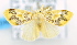  (ErebidaeGEN sp. ACM4275 - USNM ENT 00739422)  @13 [ ] Unspecified (default): All Rights Reserved  Unspecified Unspecified