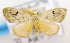  (Artaxa lunula - USNM ENT 00739456)  @14 [ ] Unspecified (default): All Rights Reserved  Unspecified Unspecified
