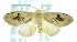 ( - USNM ENT 00739460)  @12 [ ] Unspecified (default): All Rights Reserved  Unspecified Unspecified