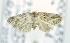  (NolidaeGEN sp. ACL2463 - USNM ENT 00739788)  @12 [ ] Unspecified (default): All Rights Reserved  Unspecified Unspecified