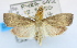  (Udea sp. AAO2713 - USNM ENT 00792572)  @14 [ ] Unspecified (default): All Rights Reserved  Unspecified Unspecified