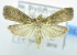  ( - USNM ENT 00795161)  @12 [ ] Unspecified (default): All Rights Reserved  Unspecified Unspecified