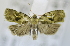 ( - USNM ENT 00795408)  @12 [ ] Unspecified (default): All Rights Reserved  Unspecified Unspecified