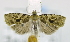  ( - USNM ENT 00795411)  @12 [ ] Unspecified (default): All Rights Reserved  Unspecified Unspecified