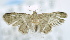  (Chloroclystis sp. ACM4629 - USNM ENT 00795832)  @12 [ ] Unspecified (default): All Rights Reserved  Unspecified Unspecified