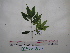  ( - YAWPLANTCR43)  @11 [ ] CreativeCommons - Attribution Non-Commercial Share-Alike (2016) C. Redmond Czech Academy of Sciences