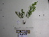  ( - YAWPLANTCR57)  @11 [ ] CreativeCommons - Attribution Non-Commercial Share-Alike (2016) C. Redmond Czech Academy of Sciences