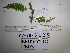  (Davallodes - YAWPLANTCR58)  @11 [ ] CreativeCommons - Attribution Non-Commercial Share-Alike (2016) C. Redmond Czech Academy of Sciences