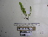  ( - YAWPLANTCR1)  @11 [ ] CreativeCommons - Attribution Non-Commercial Share-Alike (2016) C. Redmond Czech Academy of Sciences