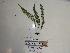  ( - YAWPLANTCR66)  @11 [ ] CreativeCommons - Attribution Non-Commercial Share-Alike (2016) C. Redmond Czech Academy of Sciences